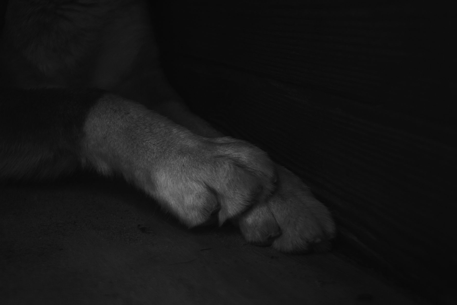 Detailní záběr na drápek psa při stříhání